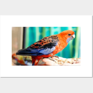 Crimson Rosella Posters and Art